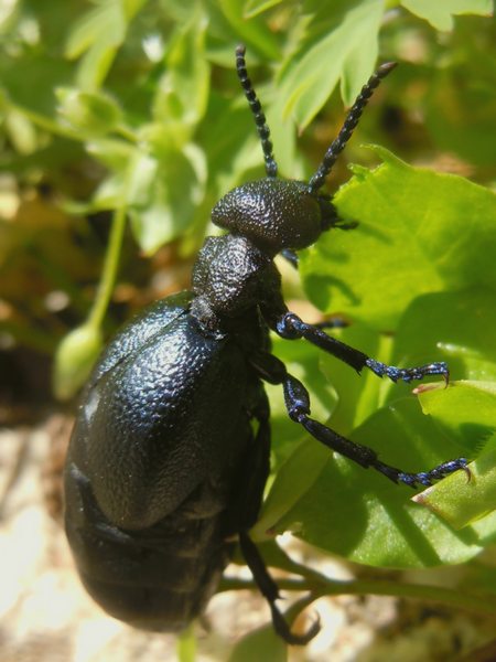 ...dalla Gallura... Meloe cicatricosus